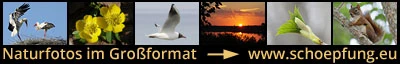 here you'll find a large collection of high-resolution photos of nature