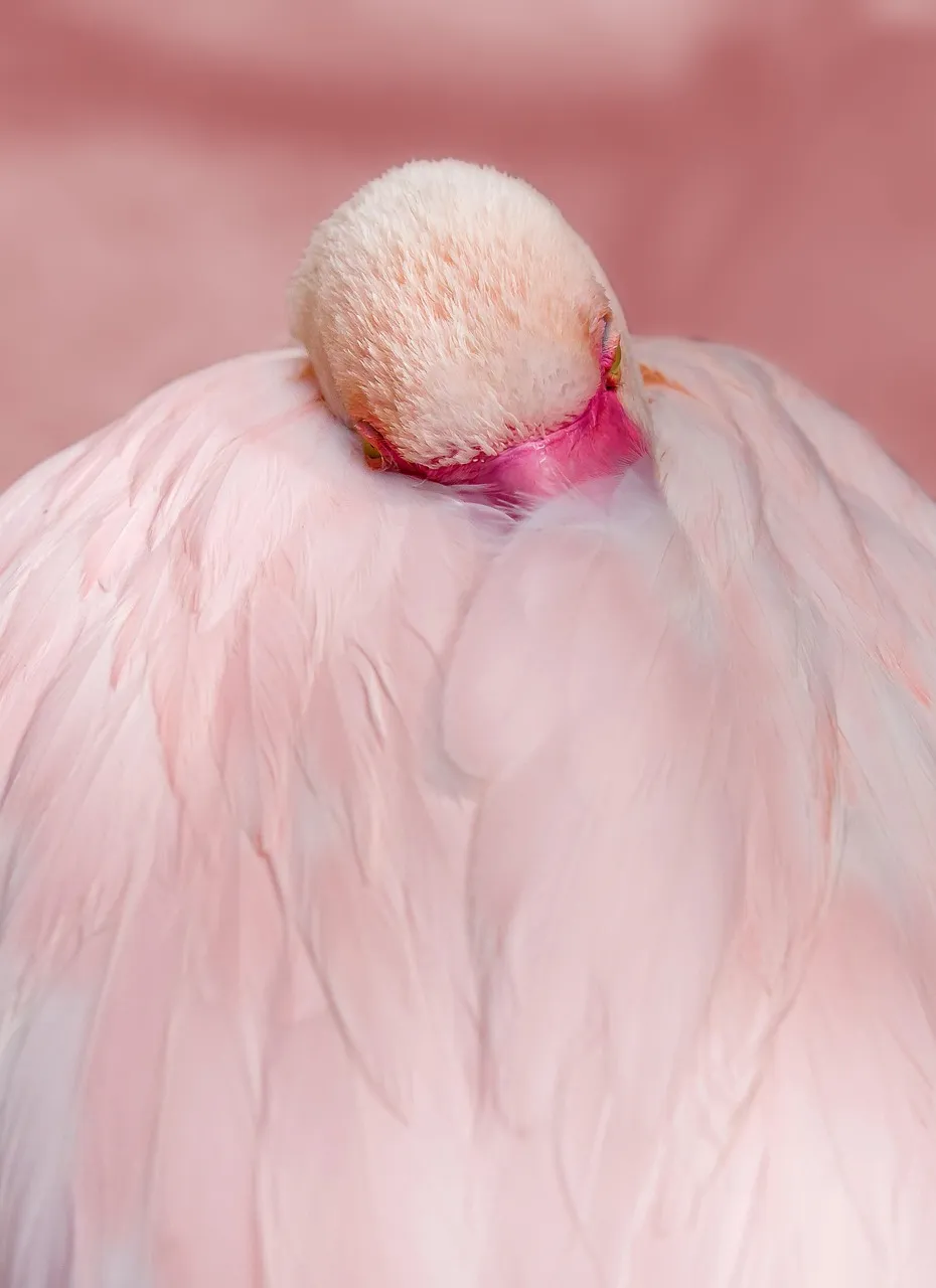 Flamingos, Toronto Zoo