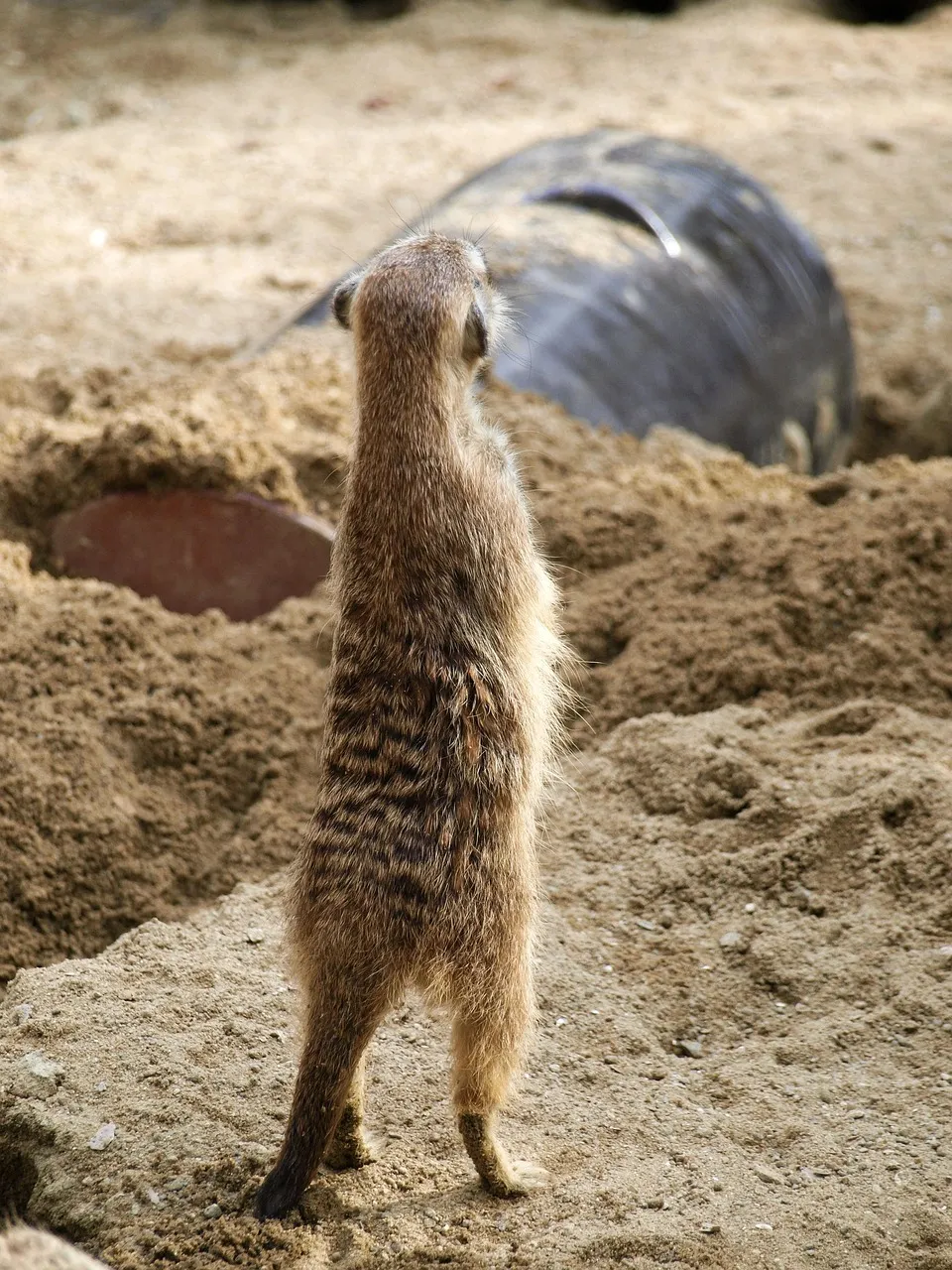 Meerkat, Opel Zoo Kronberg