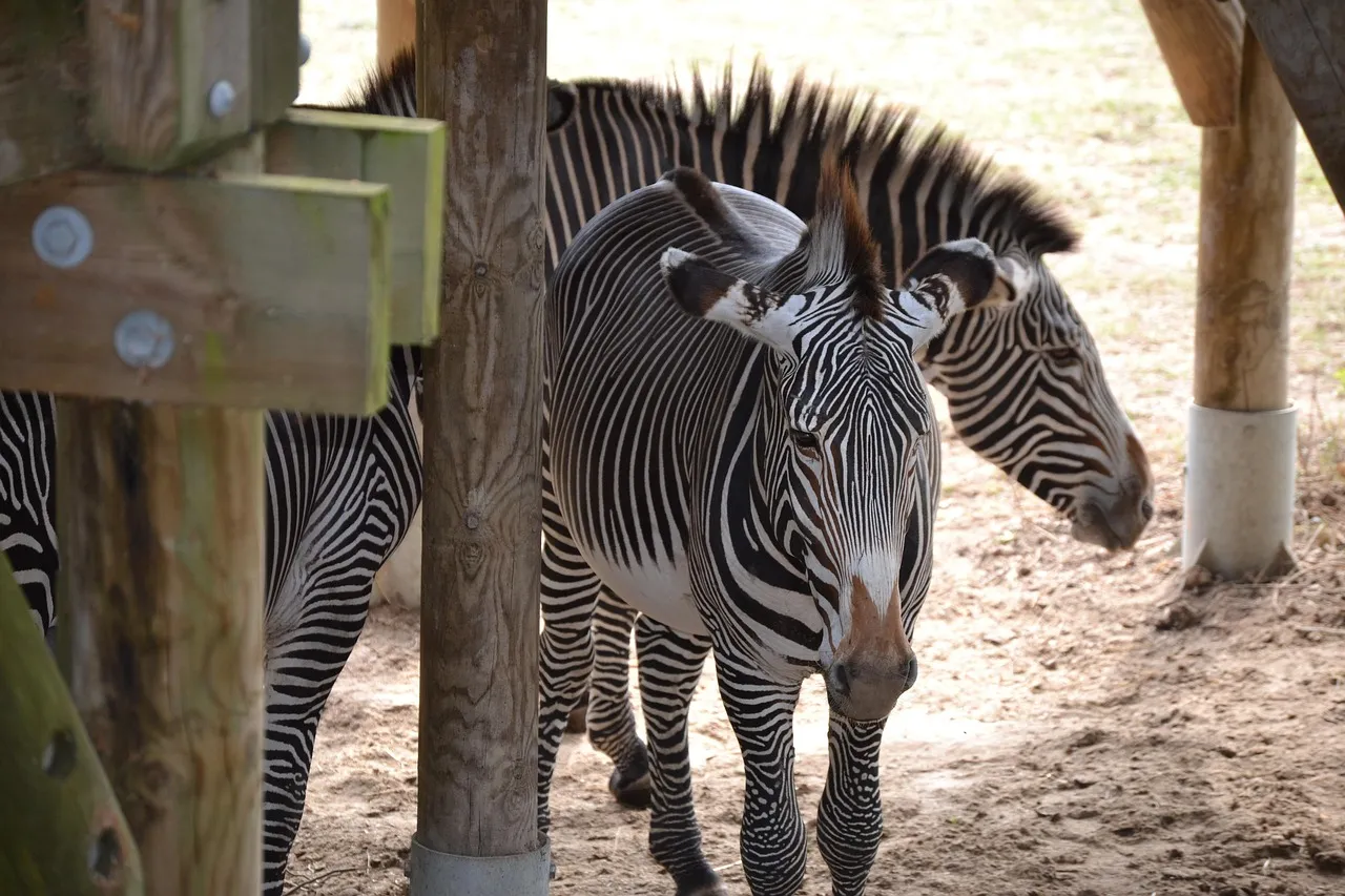 Streifengnus, Opel-Zoo Kronberg