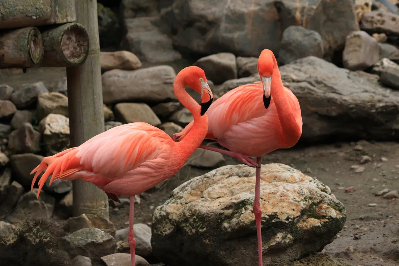 Flamingos, Zoo Toronto