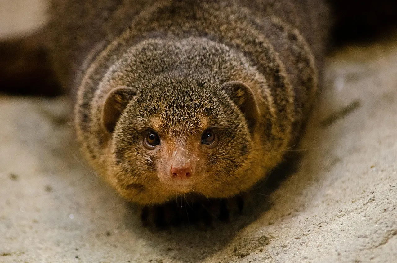 Zwergmanguste, Opel-Zoo Kronberg