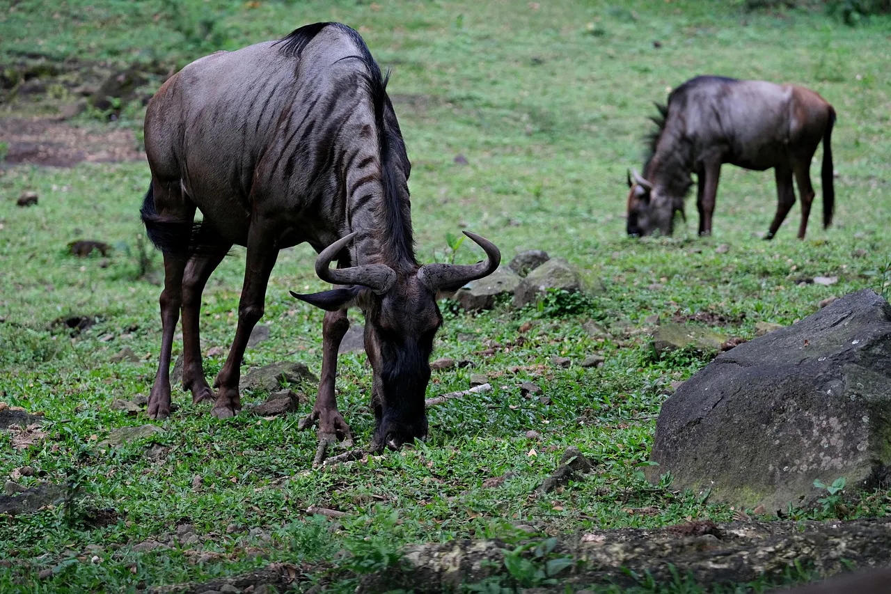 Blue Wildebeest, Opel Zoo Kronberg