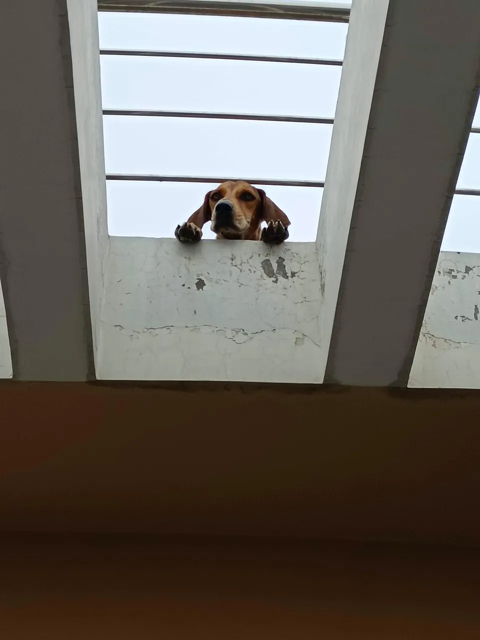 Layout Pet Lover